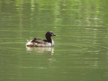 カイツブリ 東京港野鳥公園 2024年5月3日(金)