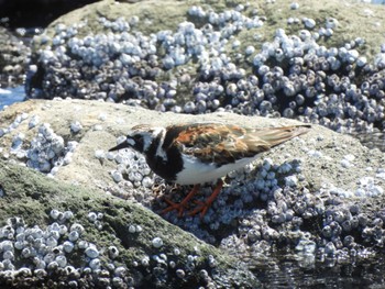 Ruddy Turnstone Tokyo Port Wild Bird Park Fri, 5/3/2024