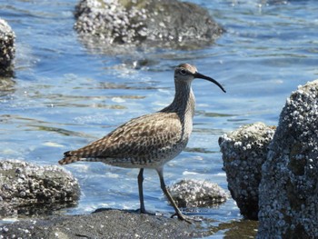 Eurasian Whimbrel Tokyo Port Wild Bird Park Fri, 5/3/2024