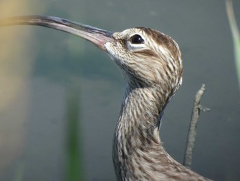 Eurasian Whimbrel Tokyo Port Wild Bird Park Fri, 5/3/2024