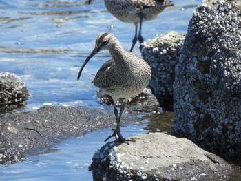 Eurasian Whimbrel Tokyo Port Wild Bird Park Fri, 5/3/2024