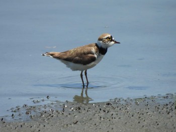 コチドリ 東京港野鳥公園 2024年5月3日(金)