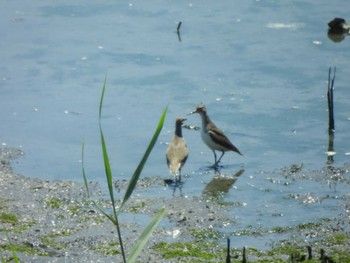 キアシシギ 東京港野鳥公園 2024年5月3日(金)