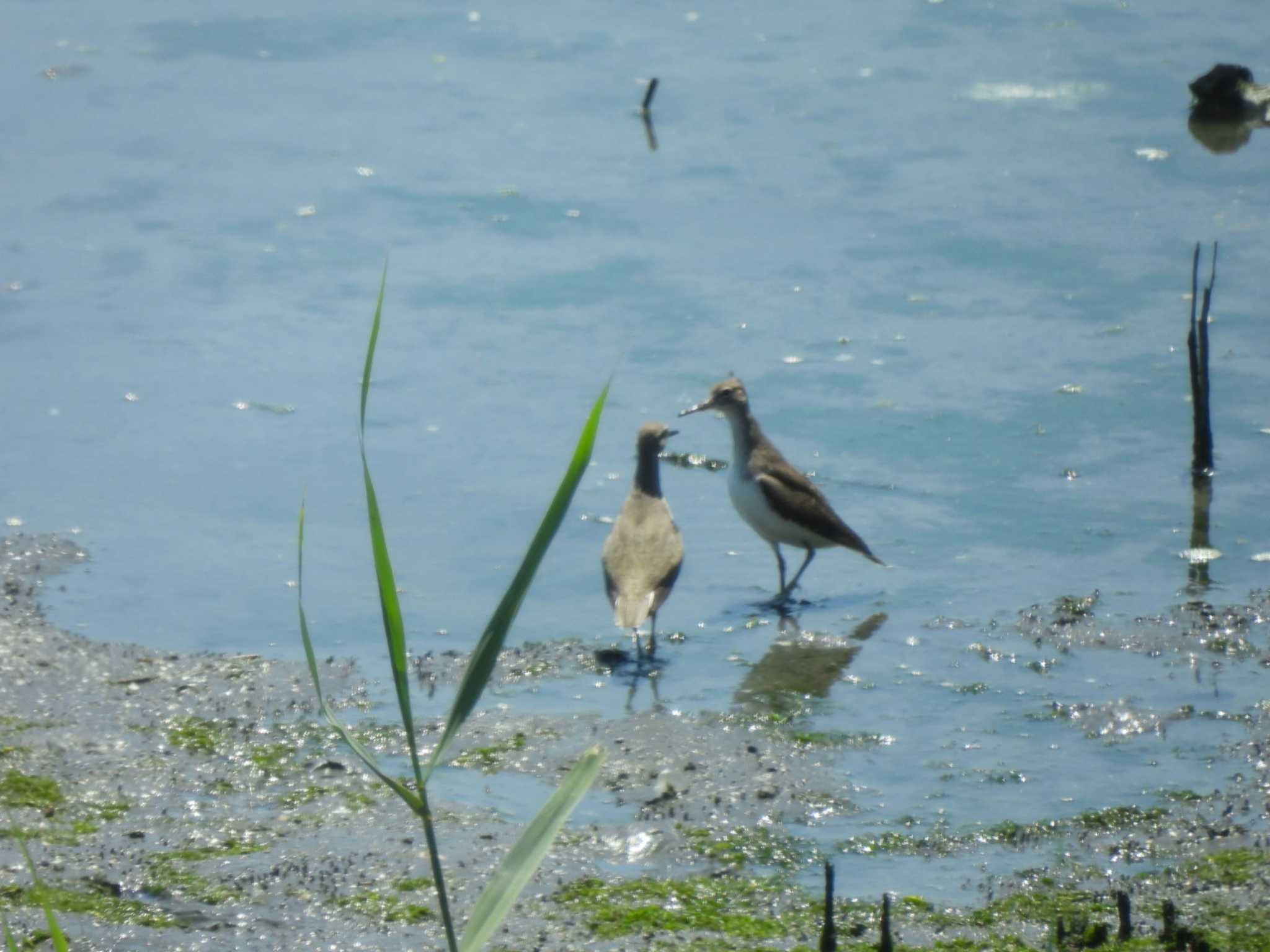 Grey-tailed Tattler