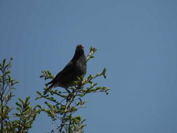 ムクドリ 東京港野鳥公園 2024年5月3日(金)