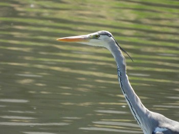 アオサギ 東京港野鳥公園 2024年5月3日(金)