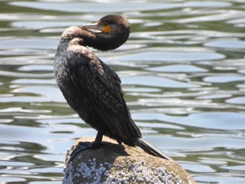 Great Cormorant Tokyo Port Wild Bird Park Fri, 5/3/2024