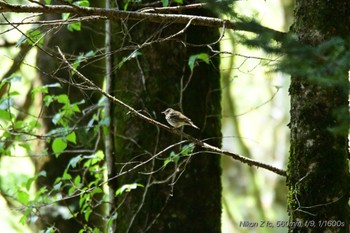 Olive-backed Pipit 西臼塚 Fri, 5/3/2024