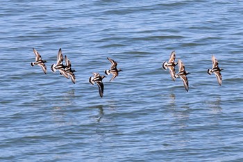 Ruddy Turnstone 日の出三番瀬沿い緑道 Fri, 5/3/2024