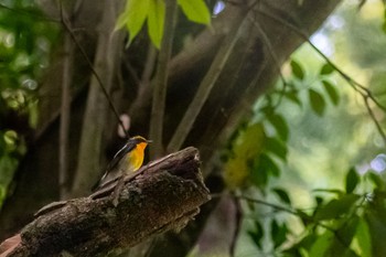 Narcissus Flycatcher 山口県光市 Fri, 5/3/2024