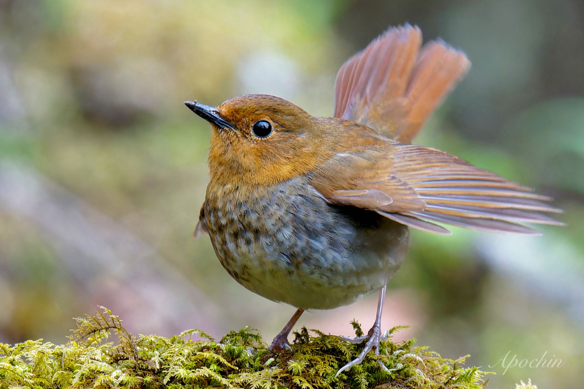 Photo of Japanese Robin at 大蔵高丸 by アポちん