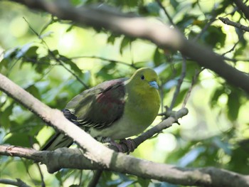 White-bellied Green Pigeon 摩耶山 Fri, 5/3/2024