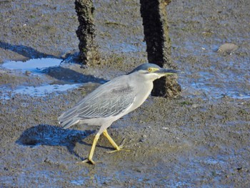 Striated Heron 土留木川河口(東海市) Thu, 5/2/2024