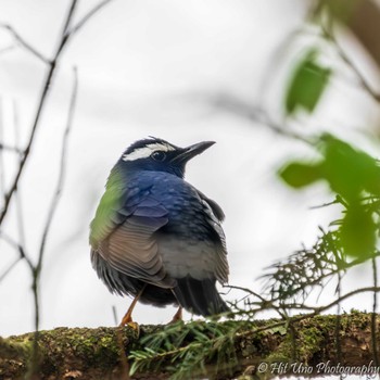 Siberian Thrush Yanagisawa Pass Thu, 5/2/2024