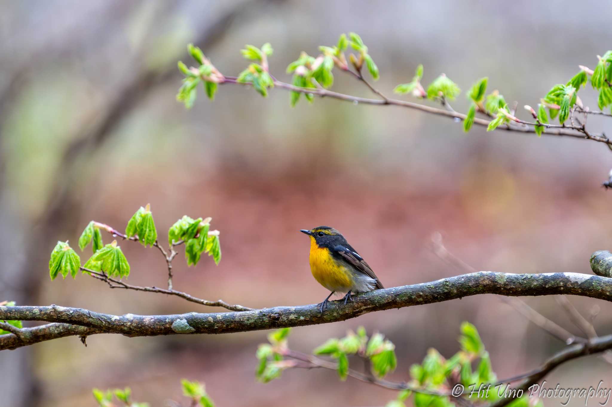 Photo of Grey Wagtail at Yanagisawa Pass by HIT-1