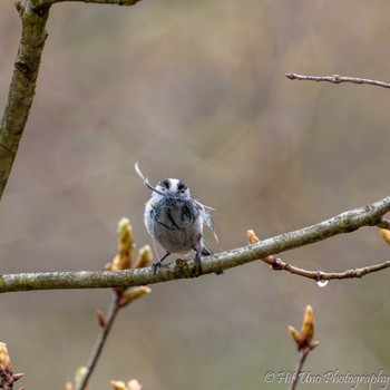 Long-tailed Tit Yanagisawa Pass Thu, 5/2/2024