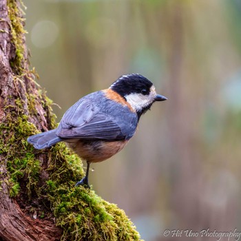 Varied Tit Yanagisawa Pass Thu, 5/2/2024