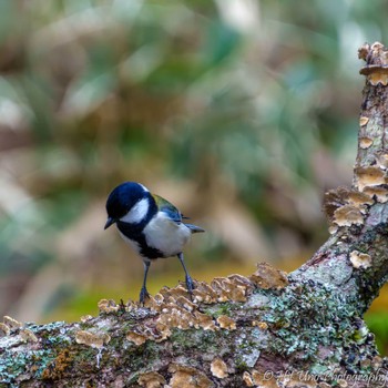 Japanese Tit Yanagisawa Pass Thu, 5/2/2024