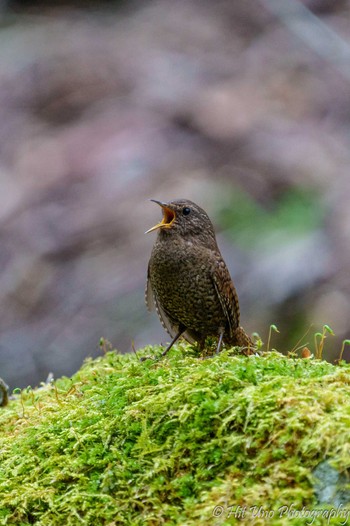 Eurasian Wren Yanagisawa Pass Thu, 5/2/2024