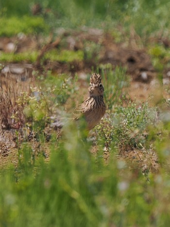 Eurasian Skylark Teganuma Fri, 5/3/2024