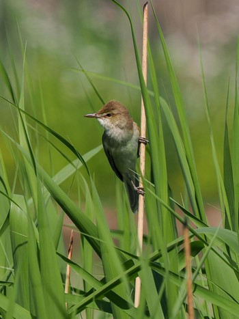 Oriental Reed Warbler Teganuma Fri, 5/3/2024