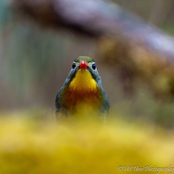 Red-billed Leiothrix Yanagisawa Pass Thu, 5/2/2024