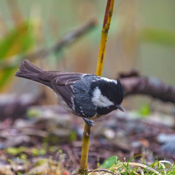 Coal Tit Yanagisawa Pass Thu, 5/2/2024