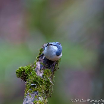 Eurasian Nuthatch Yanagisawa Pass Thu, 5/2/2024