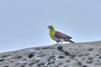 White-bellied Green Pigeon Terugasaki Beach Tue, 4/30/2024