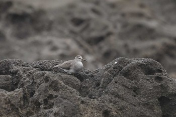 Grey-tailed Tattler Terugasaki Beach Tue, 4/30/2024