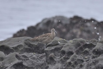 チュウシャクシギ 大磯照ヶ崎海岸 2024年4月30日(火)