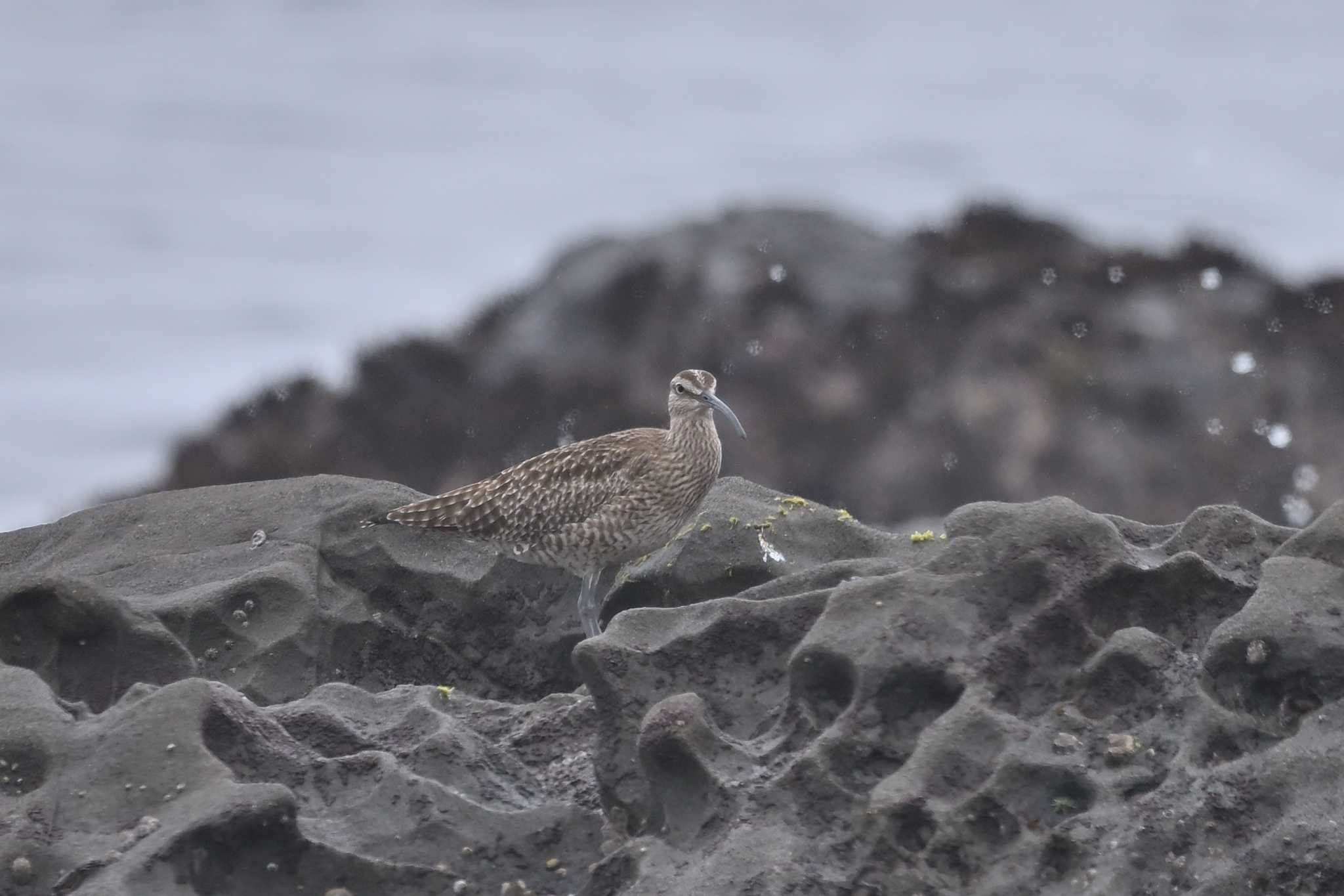 Photo of Eurasian Whimbrel at Terugasaki Beach by ダイ