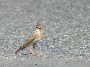 Eurasian Skylark 各務原市 Fri, 5/3/2024