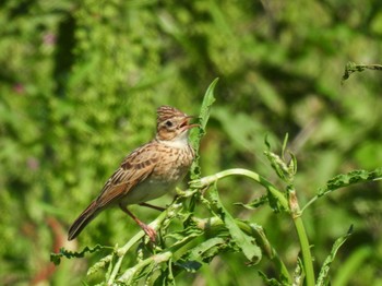 Eurasian Skylark 各務原市 Fri, 5/3/2024