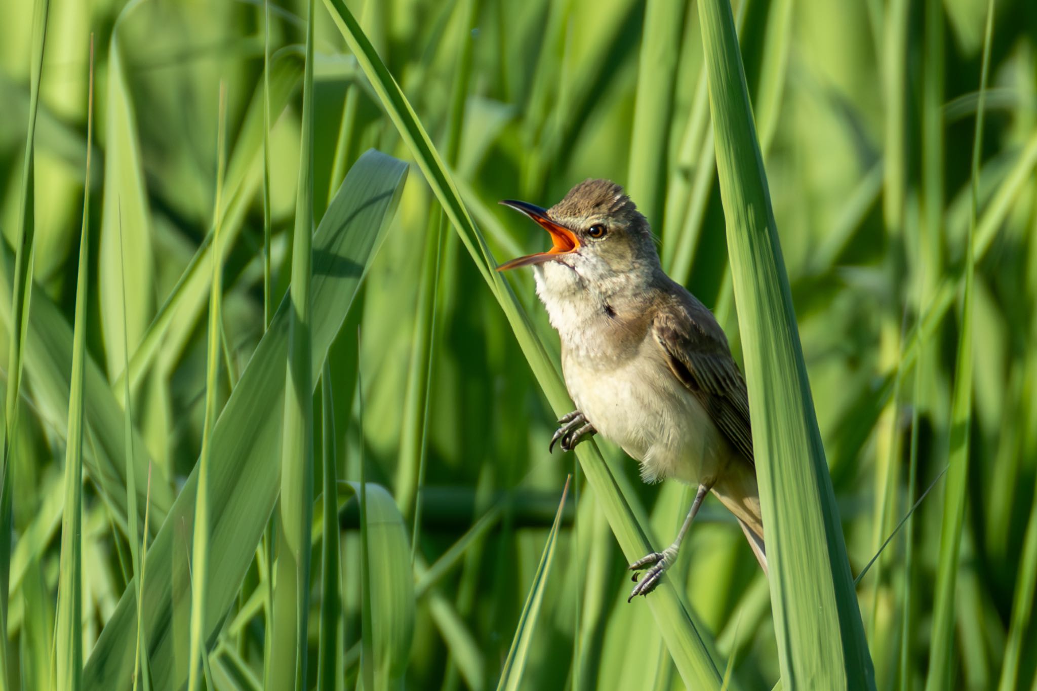 Photo of Oriental Reed Warbler at 勅使池(豊明市) by 青ちゃん