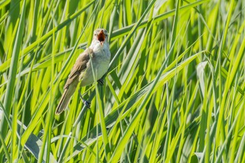Oriental Reed Warbler 勅使池(豊明市) Thu, 5/2/2024