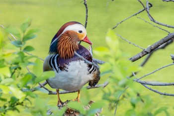 Mandarin Duck 勅使池(豊明市) Thu, 5/2/2024