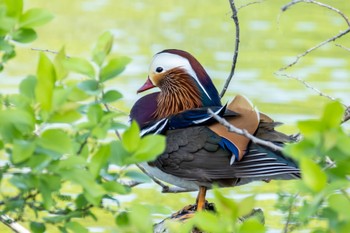 Mandarin Duck 勅使池(豊明市) Thu, 5/2/2024