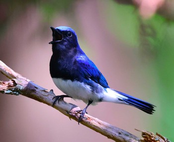 Blue-and-white Flycatcher 近所の里山 Fri, 5/3/2024