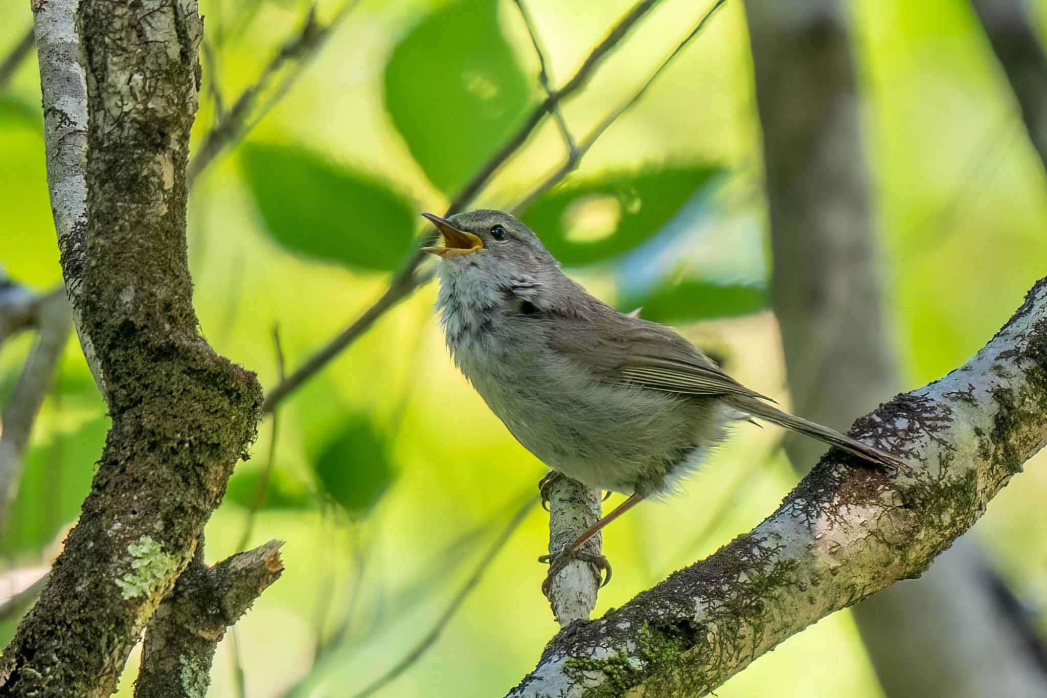 木瀬ダム(愛知県 豊田市) ウグイスの写真 by porco nero