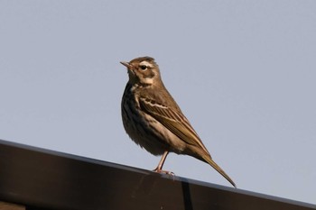 Olive-backed Pipit 宮丘公園(札幌市西区) Thu, 5/2/2024