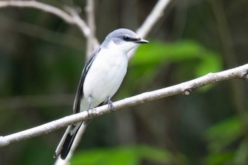 Ashy Minivet 木瀬ダム(愛知県 豊田市) Fri, 5/3/2024