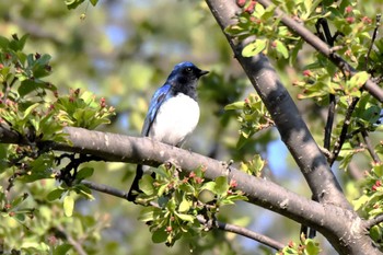 Blue-and-white Flycatcher 宮丘公園(札幌市西区) Thu, 5/2/2024