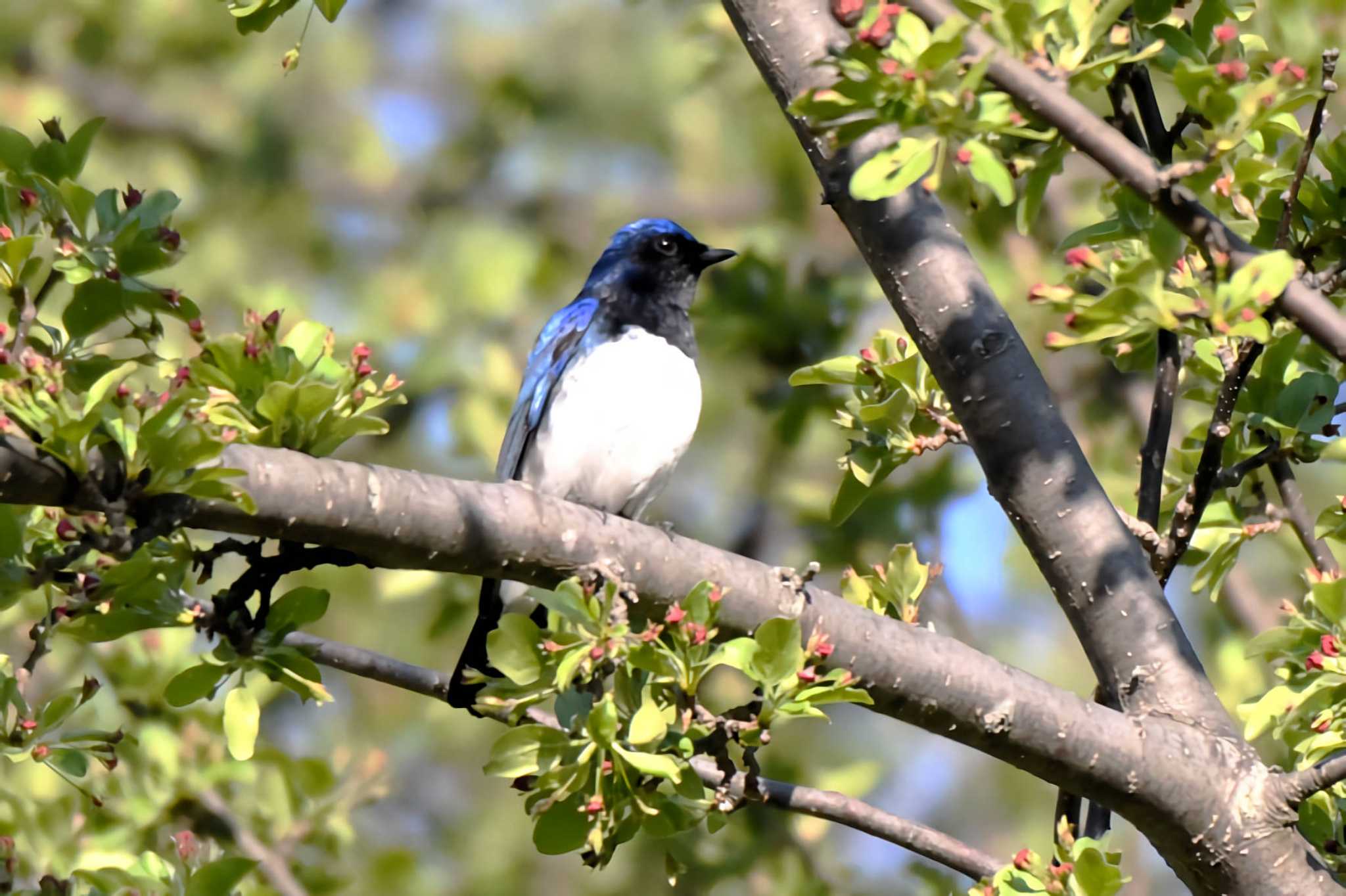 Photo of Blue-and-white Flycatcher at 宮丘公園(札幌市西区) by タッKun