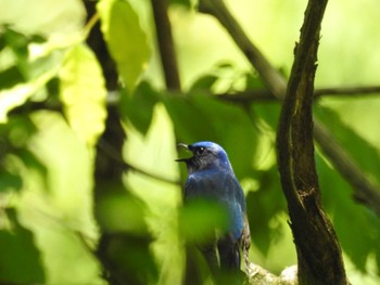 Blue-and-white Flycatcher Hayatogawa Forest Road Fri, 5/3/2024