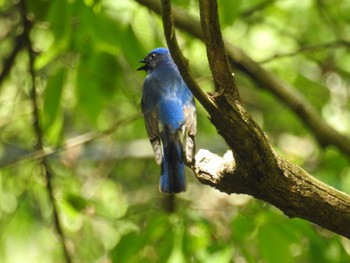 Blue-and-white Flycatcher Hayatogawa Forest Road Fri, 5/3/2024