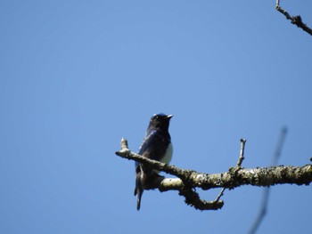 Blue-and-white Flycatcher Hayatogawa Forest Road Fri, 5/3/2024