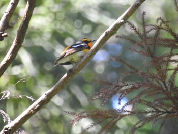 Narcissus Flycatcher Hayatogawa Forest Road Fri, 5/3/2024