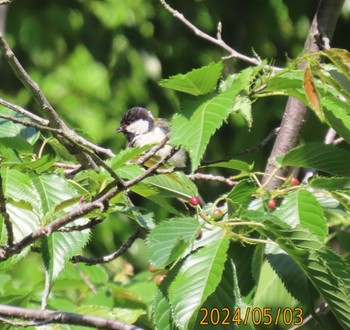 Japanese Tit Kasai Rinkai Park Fri, 5/3/2024