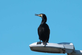 Great Cormorant 池子の森自然公園 Fri, 5/3/2024